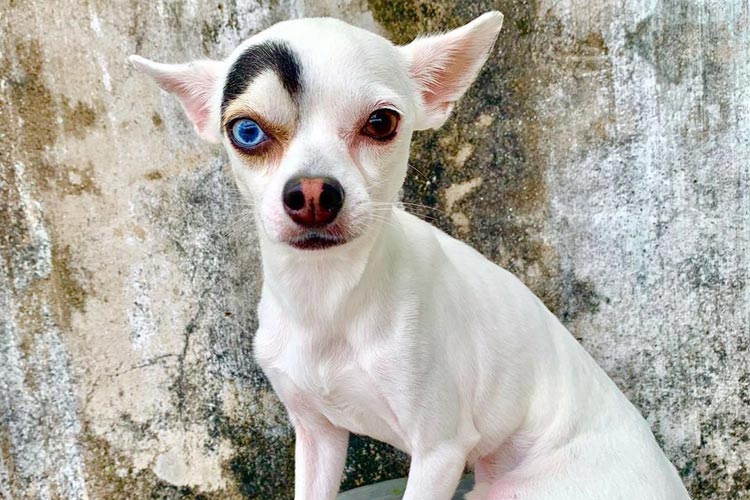 Гетерохромия и «нарисованная» бровь сделали собаку звездой интернета