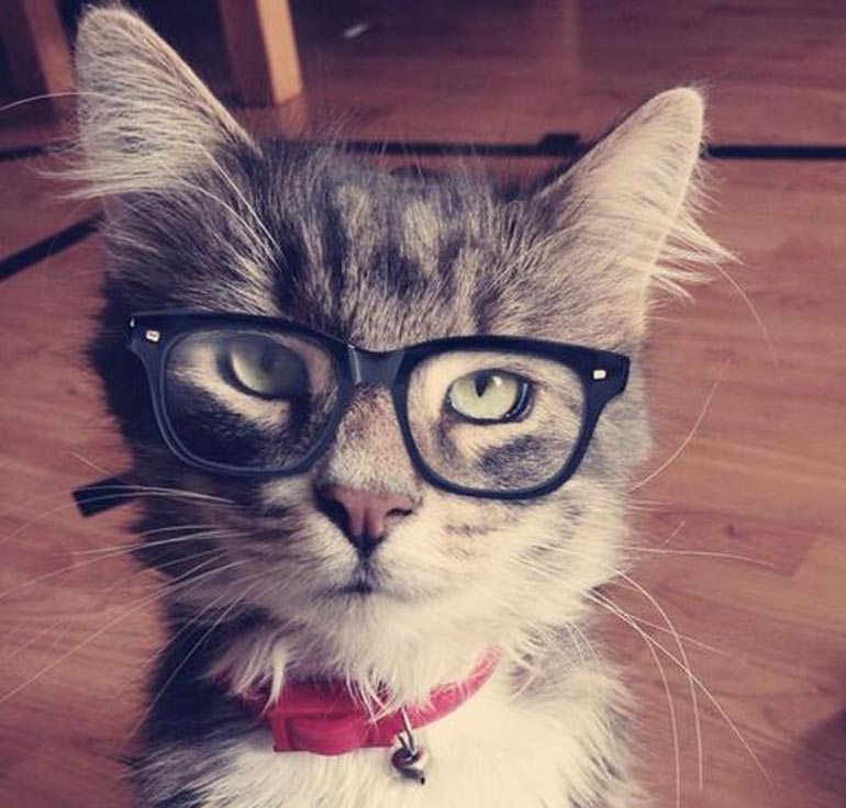 Есть ли очковая оптика для котов?
