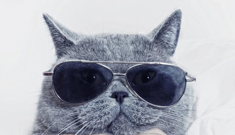 мордатый кот в очках